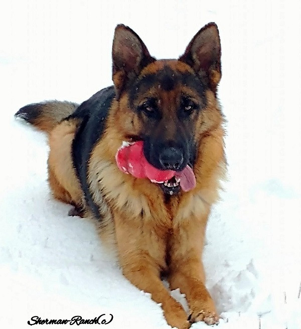 German-Shepherd-Breeders/ SHERMAN-RANCH