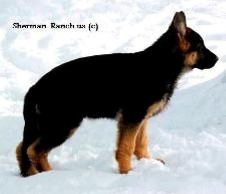 SHERMAN-RANCH/German Shepherd Puppies/Oregon