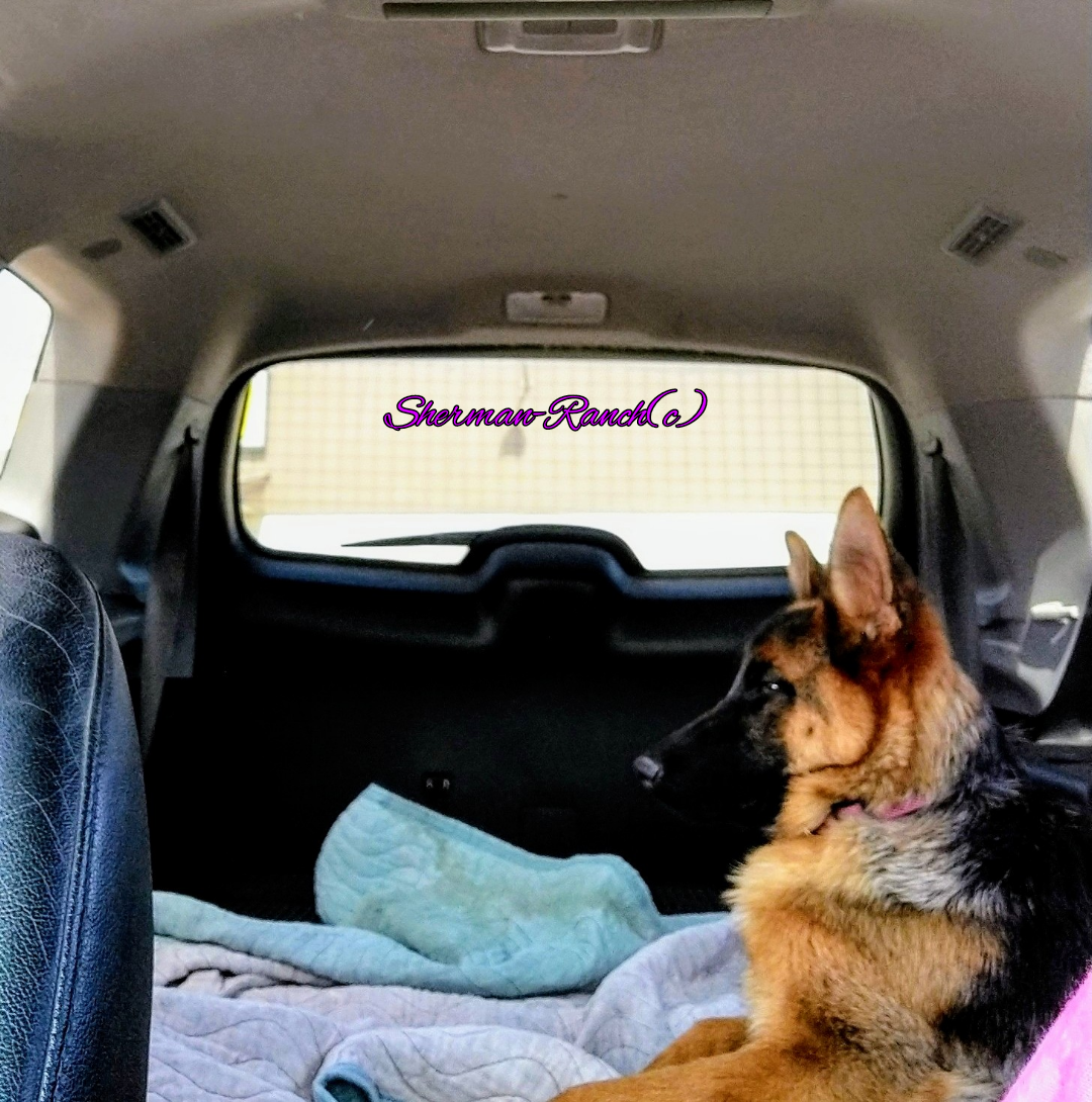 SHERMAN-RANCH/german-shepherd-puppies-Washington-Alaska-Colorado