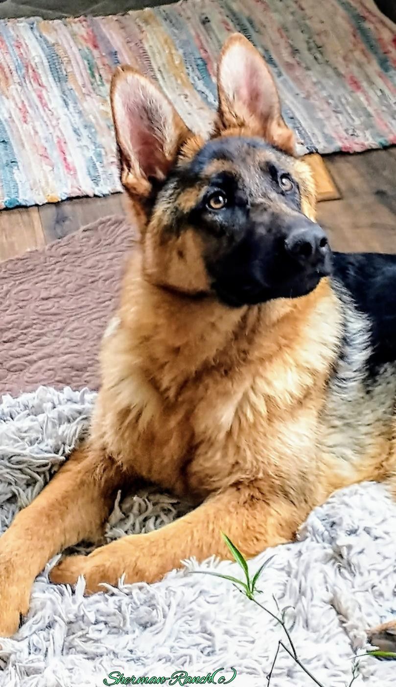Sheppard Dogs Ranch German-Shepherd-breeders California/ SHERMAN-RANCH
