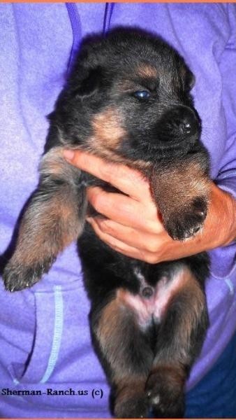 sherman shepherd puppies for sale