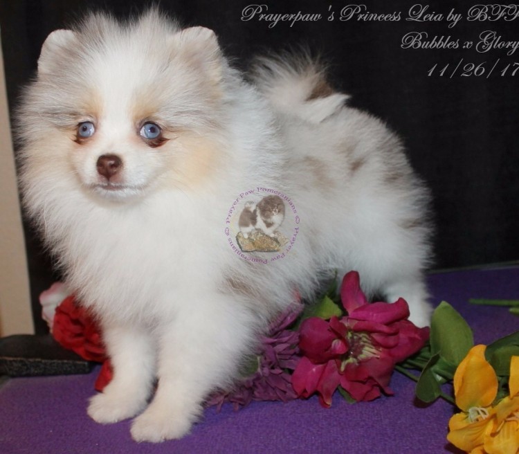 pomeranian breeders