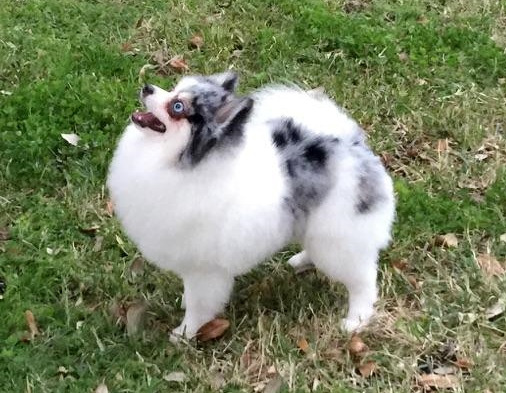 adult pomeranian for sale