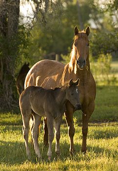 Blue Valentine Hancock Quarter Horses Mares Horse for Sale