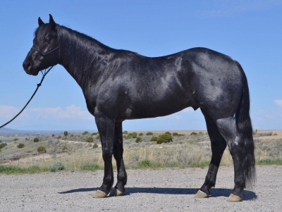 Blue Roan Quarter Horse Foundation Stallions