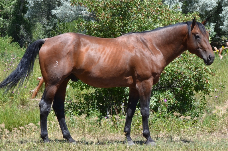 High Roan Mist Red Raon Quarter Horse Stallion at Three Bar Quarter Horses and Munns Ranch