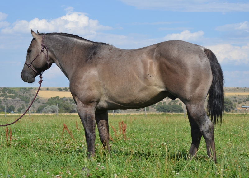 Snake River Hancock Grullo Stallion at Three Bar Quarter Horses and Munns Ranch