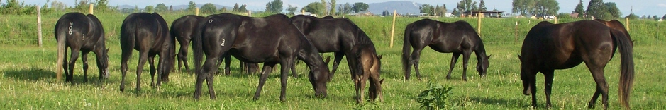 Black Mares at Three Bar Quarter Horses Munns Ranch