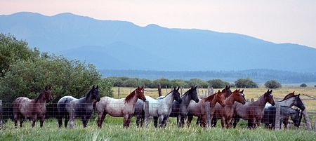 Blue and Red Roan Quarter Horse Ranch Fillies for Sale 3 Three Bar Quarter Horses and Munns Ranch