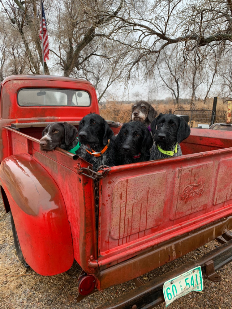 Muddy Paws Dog Resort