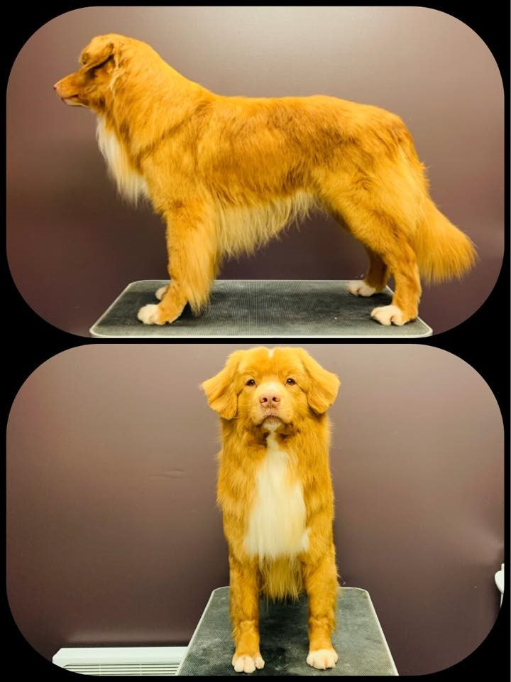 nova scotia duck tolling retriever breeders mn