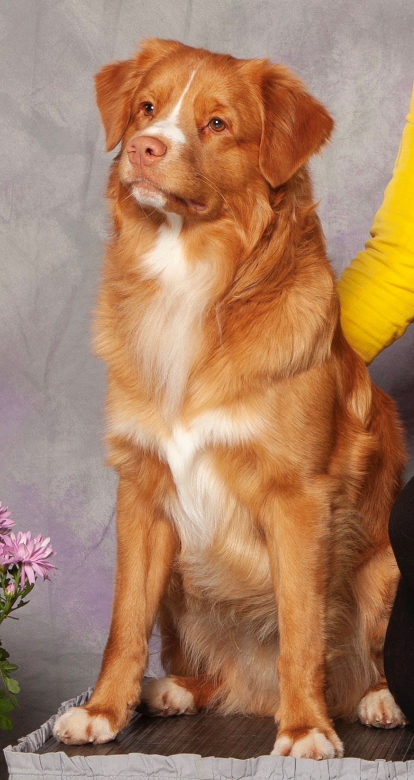 are nova scotia duck tolling retriever hypoallergenic