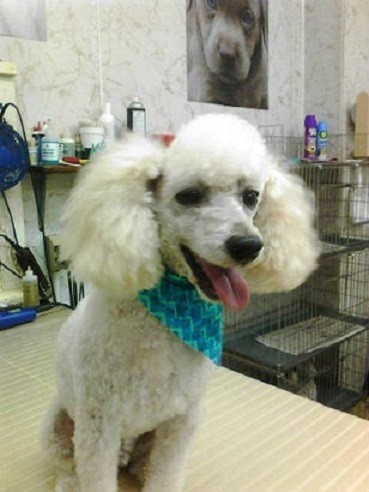 Mari-Brook_Pet_Grooming_Quad_Cities