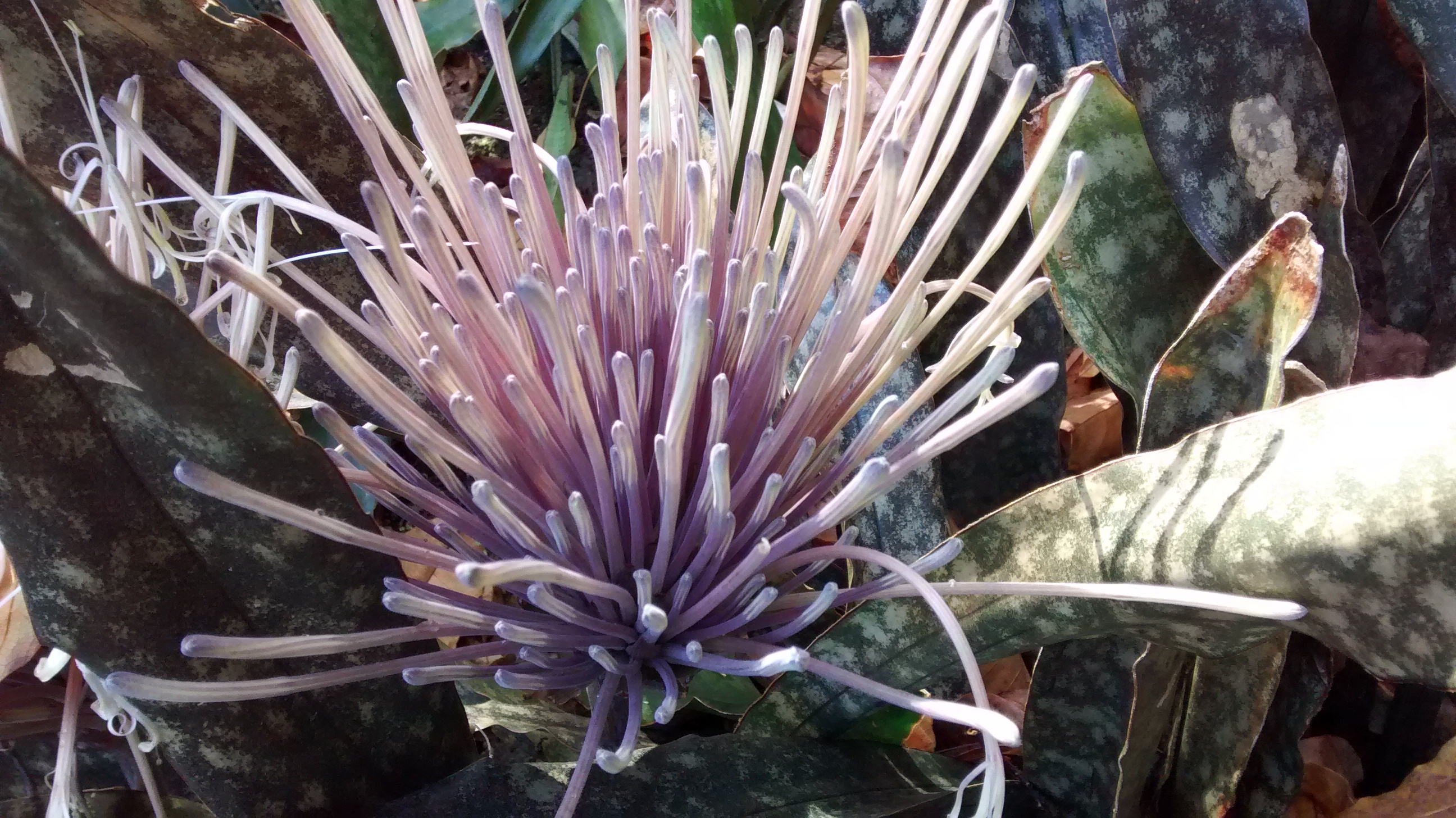 Andromeda Botanic Gardens Barbados, Contact