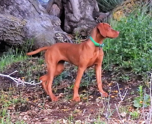 Red dog sale ranch vizslas