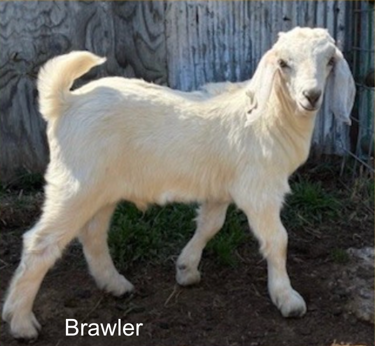 Screenshot 2026-04-15 at 7.58.54 PM