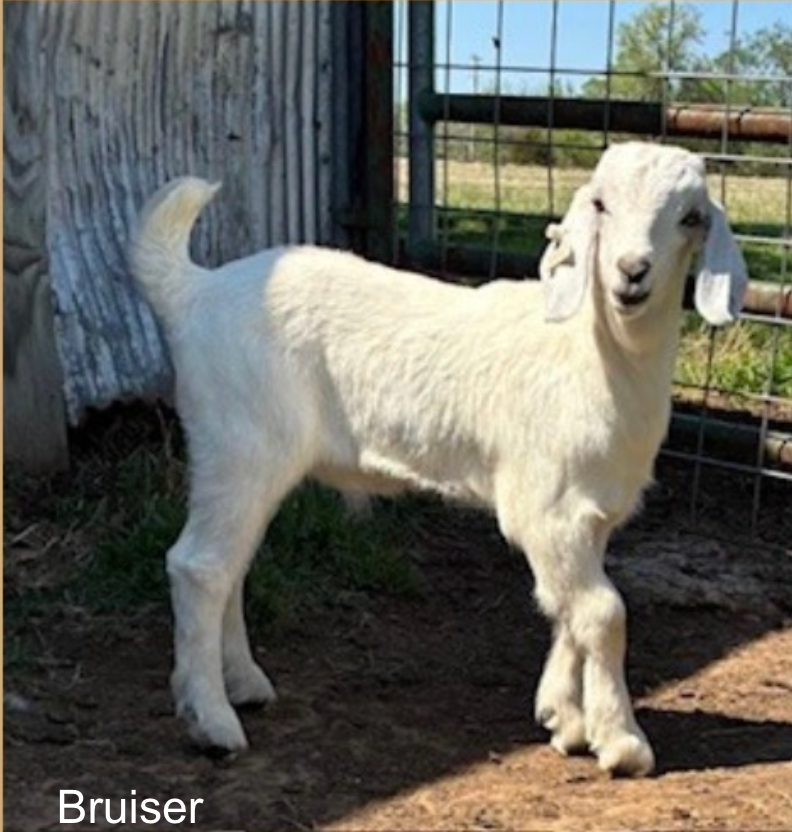 Screenshot 2026-04-15 at 7.59.23 PM