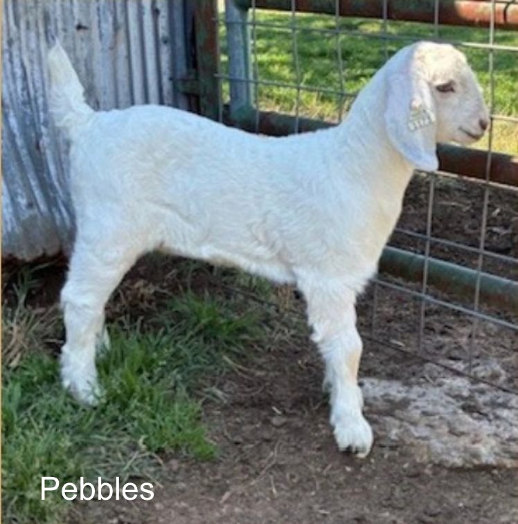 Screenshot 2026-04-15 at 8.00.27 PM