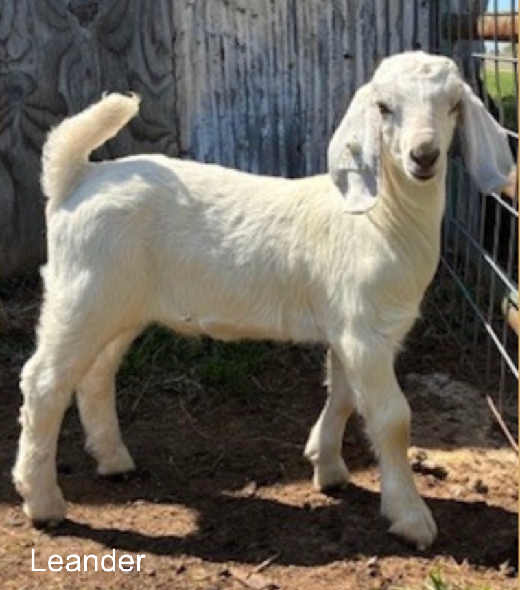 Screenshot 2026-04-15 at 8.00.39 PM