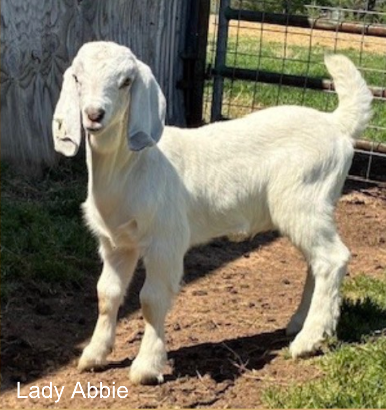 Screenshot 2026-04-15 at 8.01.03 PM