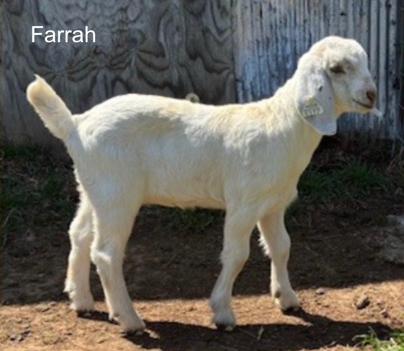 Screenshot 2026-04-15 at 8.01.51 PM