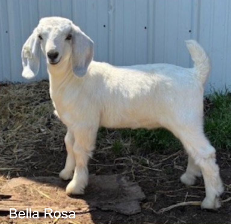 Screenshot 2026-04-15 at 8.02.37 PM