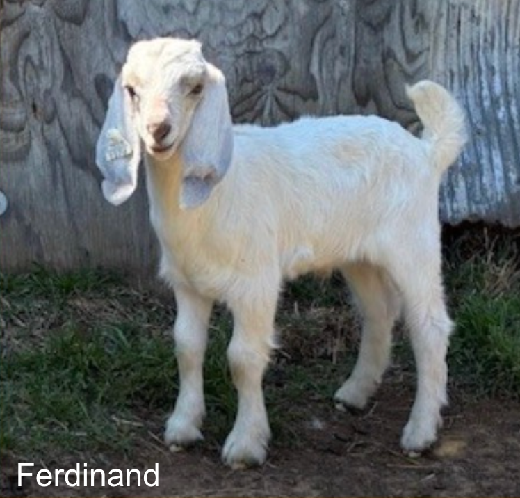 Screenshot 2026-04-15 at 8.07.12 PM