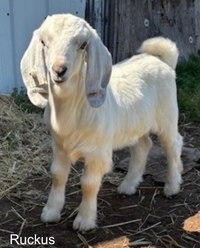 Screenshot 2026-04-15 at 8.07.32 PM