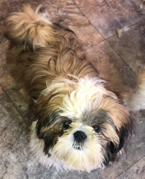 Furbaby Farms | Shih Tzus