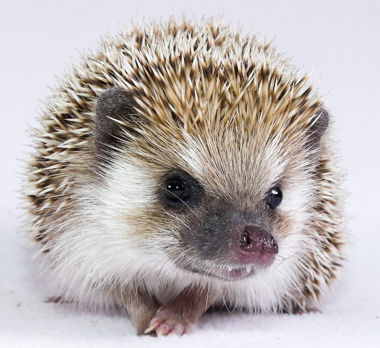 Available Hedgehogs