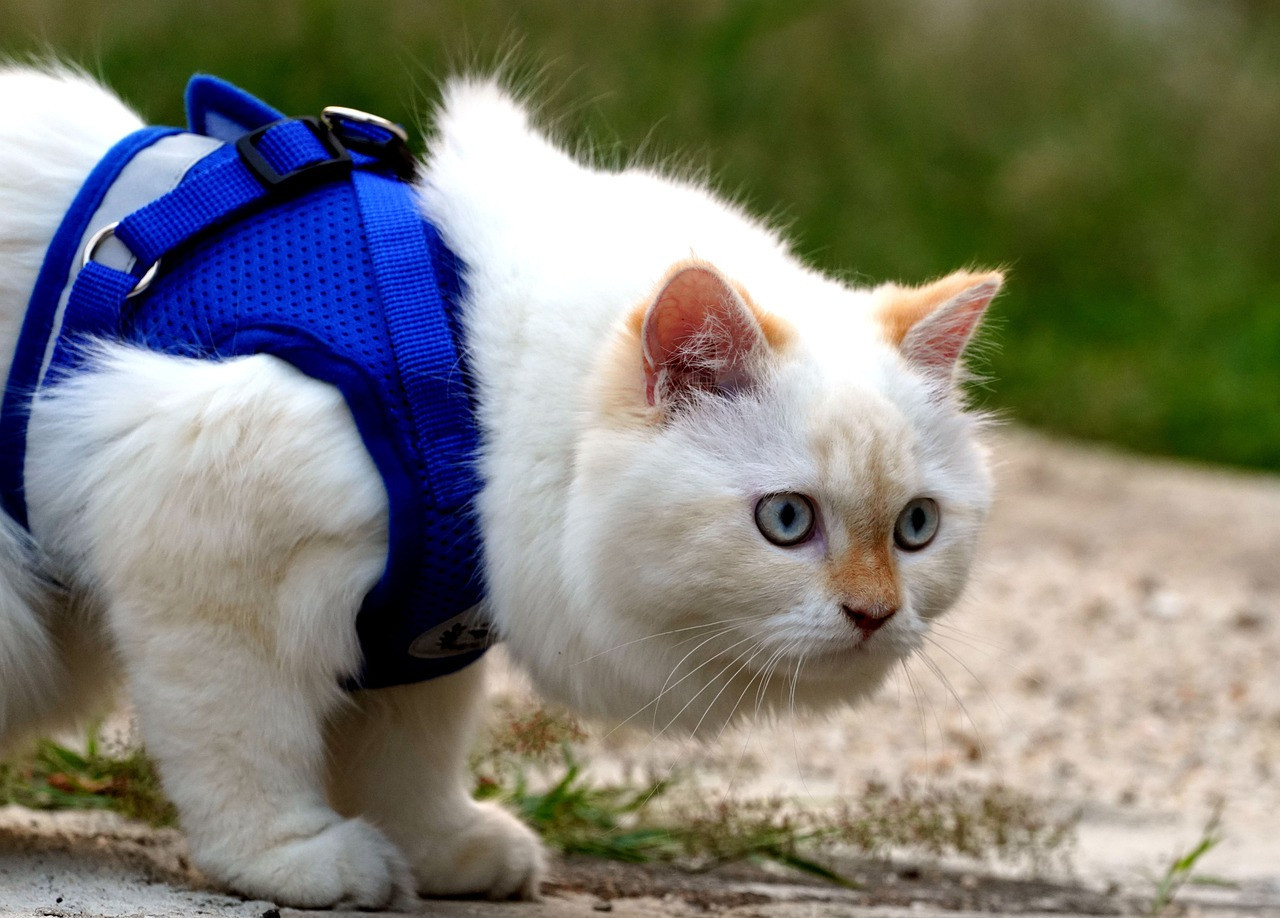 Cat walking with a harness