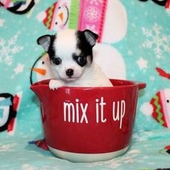 Puppies for Sale