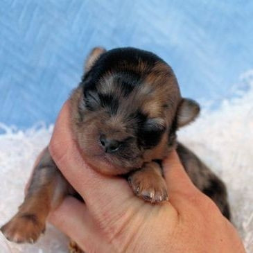 Puppies for Sale